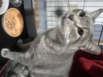 Rescue Domestic Short Hair Cats for Adoption in Pocatello, Idaho - Liberty | PetCurious