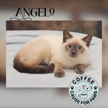 Angelo -  Siamese Cat for Adoption in Douglas, Georgia - Angelo | PetCurious