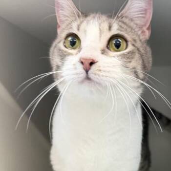 Domestic Short Hair Cats Available for Adoption - Donut | PetCurious