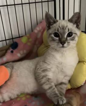 Siamese and Domestic Short Hair Cats Available for Adoption - Marz | PetCurious