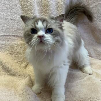 Prudence* -  Ragdoll Cat for Adoption in San Gabriel, California - Prudence* | PetCurious