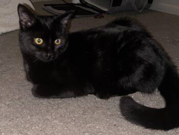 Rescue American Shorthair Cats for Adoption in Brookville, Pennsylvania - Lily | PetCurious