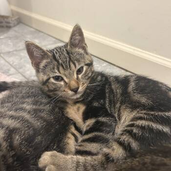 Cheeseball -  Domestic Short Hair Cat for Adoption in Philadelphia, Pennsylvania - Cheeseball | PetCurious