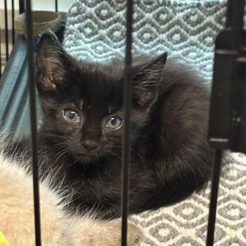 Aimee -  Domestic Short Hair Cat for Adoption in Delta, Ohio - Aimee | PetCurious
