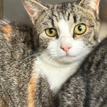 Domestic Short Hair Cats Available for Adoption - Jenny | PetCurious