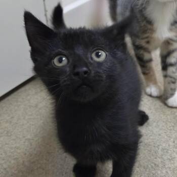 Camelopardalis -  Domestic Short Hair Cat for Adoption in Plover, Wisconsin - Camelopardalis | PetCurious