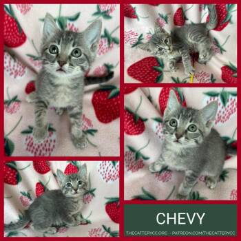 Chevy -  Domestic Short Hair Cat for Adoption in Corpus Christi, Texas - Chevy | PetCurious