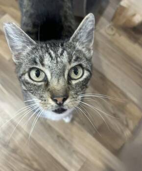 Millie -  Domestic Short Hair Cat for Adoption in Larkfield-wikiup, California - Millie | PetCurious