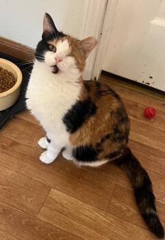 Xena Warrior Princess -  Domestic Short Hair Cat for Adoption in Douglasville, Georgia - Xena Warrior Princess | PetCurious