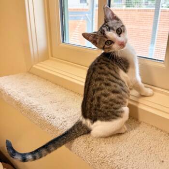Crisp -  Domestic Short Hair Cat for Adoption in Agoura Hills, California - Crisp | PetCurious