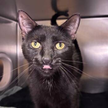 Chili -  Domestic Short Hair Cat for Adoption in Providence, Rhode Island - Chili | PetCurious