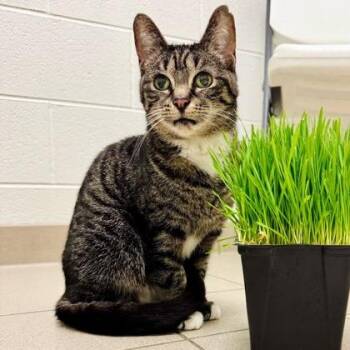 Shortcake -  Domestic Short Hair Cat for Adoption in Traverse City, Michigan - Shortcake | PetCurious
