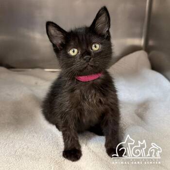 HEMERA -  Domestic Short Hair Cat for Adoption in Irvine, California - HEMERA | PetCurious