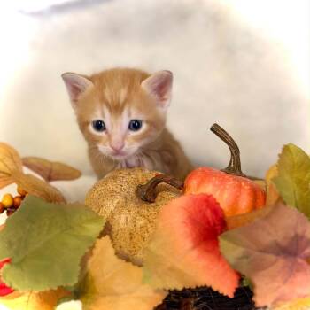 Charm -  Domestic Short Hair Cat for Adoption in Newcastle, Oklahoma - Charm | PetCurious