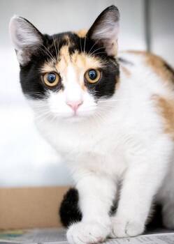 Zendaya -  Calico Cat for Adoption in Monroe, Georgia - Zendaya | PetCurious