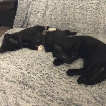 Simone -  Domestic Short Hair Cat for Adoption in Clavet, Saskatchewan - Simone | PetCurious
