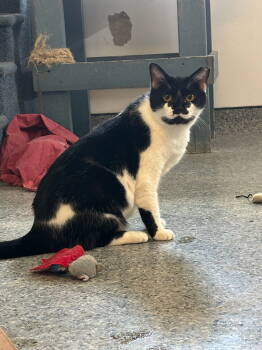 Rescue American Shorthair Cats for Adoption in Hopewell, Virginia - Spot | PetCurious