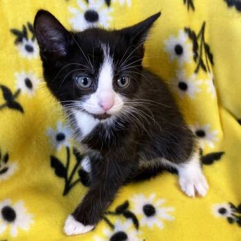 Rescue Domestic Short Hair Cats for Adoption in Mt. Juliet, Tennessee - Carpenter | PetCurious