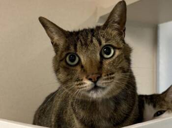 Henry and Sissy -  Domestic Short Hair Cat for Adoption in Portland, Oregon - Henry And Sissy | PetCurious