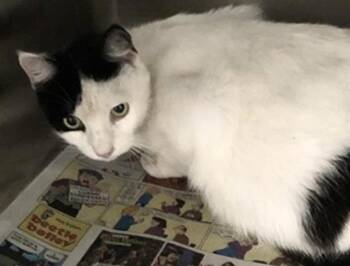 Domestic Short Hair Cats Available for Adoption in Houston, Texas - HELENA | PetCurious