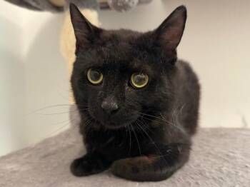Saturn -  Domestic Short Hair Cat for Adoption in Powell, Ohio - Saturn | PetCurious
