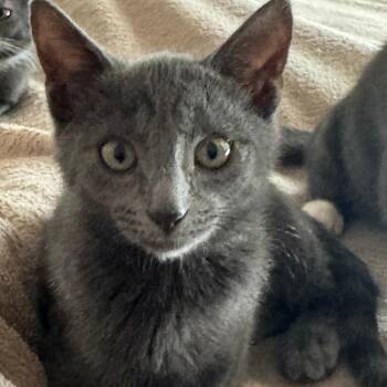 Vince -  Domestic Short Hair Cat for Adoption in Jupiter, Florida - Vince | PetCurious
