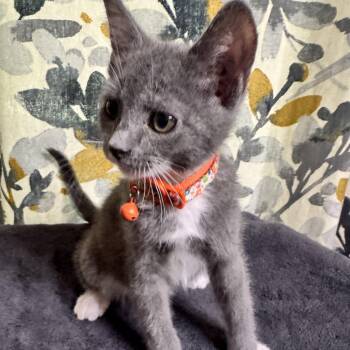 Domestic Short Hair Cats Available for Adoption in Bentonville, Arkansas - Reid | PetCurious