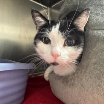Casserole -  Domestic Short Hair Cat for Adoption in Pekin, Illinois - Casserole | PetCurious