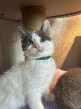 Macaroni -  Domestic Short Hair Cat for Adoption in Lincoln, California - Macaroni | PetCurious