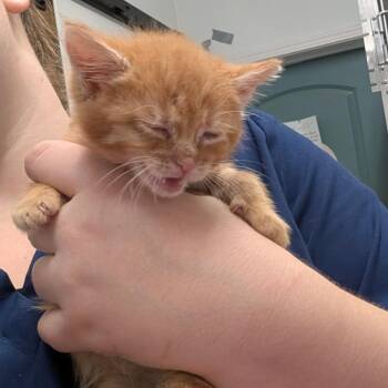 Guppy -  Domestic Medium Hair Cat for Adoption in Chico, California - Guppy | PetCurious