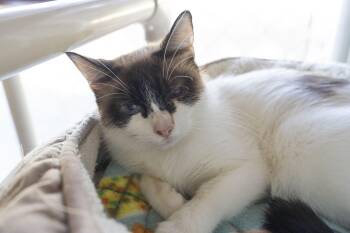 Patricia -  Domestic Short Hair Cat for Adoption in Boise, Idaho - Patricia | PetCurious