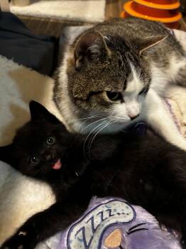 Domestic Short Hair Cats Available for Adoption in Hudson, New York - Lucy Liu | PetCurious