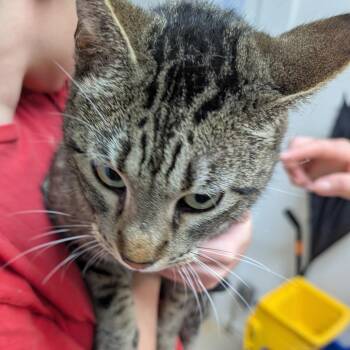 Domestic Short Hair and Domestic Medium Hair Cats Available for Adoption - Buster | PetCurious