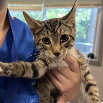 Ozymandias the King of Kings -  Domestic Short Hair Cat for Adoption in Wilmington, Delaware - Ozymandias The King Of Kings | PetCurious
