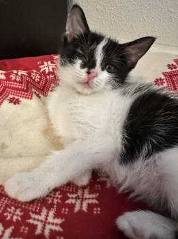 Pioneer -  Domestic Short Hair Cat for Adoption in Seal Beach, California - Pioneer | PetCurious