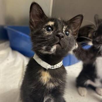Falcata -  Domestic Short Hair Cat for Adoption in Walnut Creek, California - Falcata | PetCurious