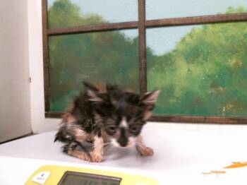 KIMMIE -  Domestic Short Hair Cat for Adoption in Houston, Texas - KIMMIE | PetCurious