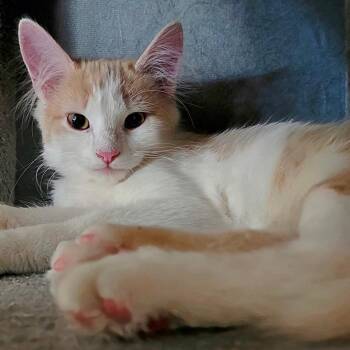FWT Timmy -  Domestic Medium Hair Cat for Adoption in Midland, Texas - FWT Timmy | PetCurious