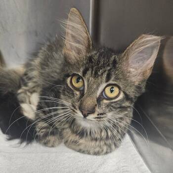 Bean -  Domestic Short Hair Cat for Adoption in Donalsonville, Georgia - Bean | PetCurious