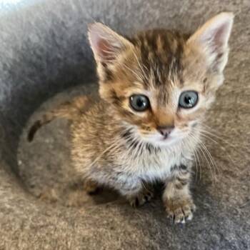 Tabby and Domestic Short Hair Cats Available for Adoption in Friendswood, Texas - Mary Rose | PetCurious