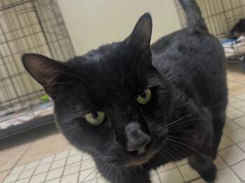 Domestic Short Hair Cats Available for Adoption - Jetson | PetCurious