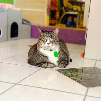 Tabby Cats Available for Adoption in Philadelphia, Pennsylvania - Jason Bradley | PetCurious