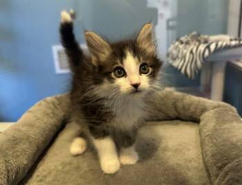 Domestic Short Hair Cats Available for Adoption in Santa Clara, California - LUPIN | PetCurious