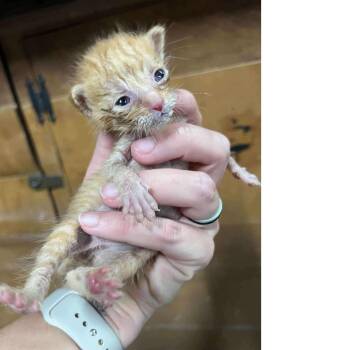 Rescue Domestic Short Hair Cats for Adoption in Baytown, Texas - Barnaby | PetCurious