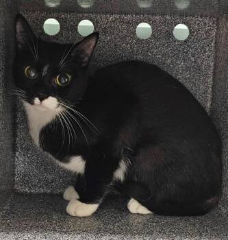 Pumpkin -  Domestic Short Hair Cat for Adoption in Athens, Tennessee - Pumpkin | PetCurious