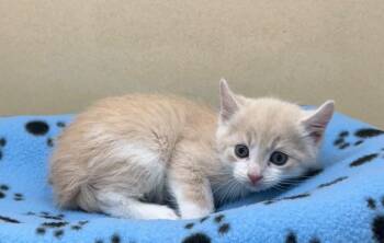 Domestic Short Hair Cats Available for Adoption in Washington Court House, Ohio - Zion | PetCurious