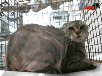 Domestic Short Hair Cats Available for Adoption in Houston, Texas - TSUKI | PetCurious