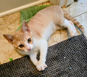Sherry -  Domestic Short Hair Cat for Adoption in Evans, Georgia - Sherry | PetCurious