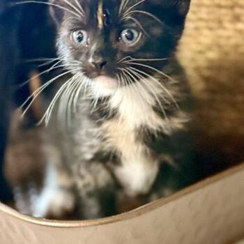 Thelma -  Tortoiseshell Cat for Adoption in Glendale, Arizona - Thelma | PetCurious