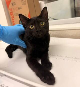 BANDIT -  Domestic Short Hair Cat for Adoption in Baytown, Texas - BANDIT | PetCurious
